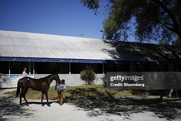 Yearling thoroughbred racehorse is displayed outside a stable for prospective buyers before being sold at auction during the 2016 September Yearling...