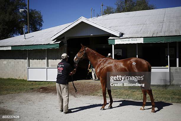 Yearling thoroughbred racehorse is displayed outside a stable for prospective buyers before being sold at auction during the 2016 September Yearling...