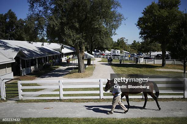 Yearling thoroughbred racehorse is lead back to the stable area after being sold at auction during the 2016 September Yearling Sale at Keeneland...
