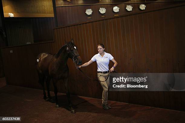Yearling thoroughbred racehorse is led through a passageway before being sold at auction during the 2016 September Yearling Sale at Keeneland...