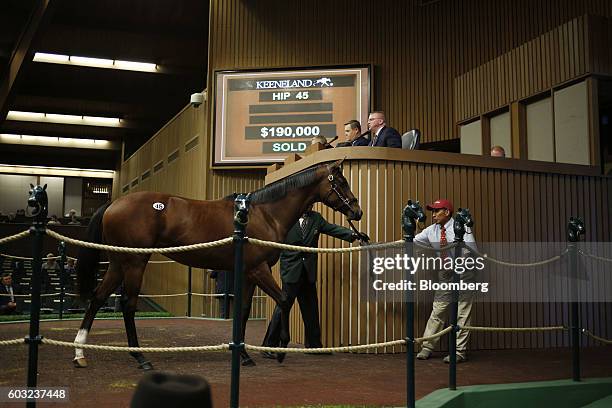 Yearling thoroughbred racehorse is led off the block after being sold at auction during the 2016 September Yearling Sale at Keeneland Racecourse in...