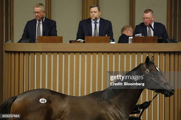 Yearling thoroughbred racehorse is displayed at auction during the 2016 September Yearling Sale at Keeneland Racecourse in Lexington, Kentucky, U.S.,...