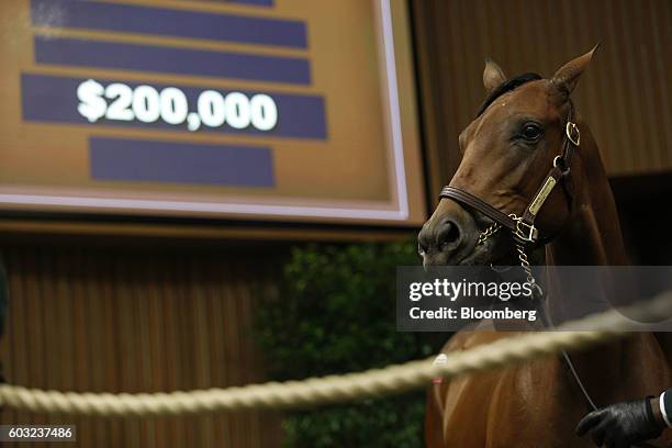 Yearling thoroughbred racehorse is displayed at auction during the 2016 September Yearling Sale at Keeneland Racecourse in Lexington, Kentucky, U.S.,...