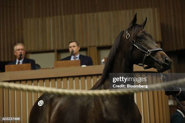 Yearling thoroughbred racehorse is displayed at auction during the 2016 September Yearling Sale at Keeneland Racecourse in Lexington, Kentucky, U.S.,...