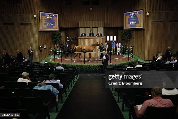 Yearling thoroughbred racehorse is displayed at auction during the 2016 September Yearling Sale at Keeneland Racecourse in Lexington, Kentucky, U.S.,...