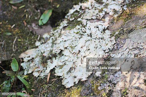 lichen on the trunk of trees. - líquen imagens e fotografias de stock