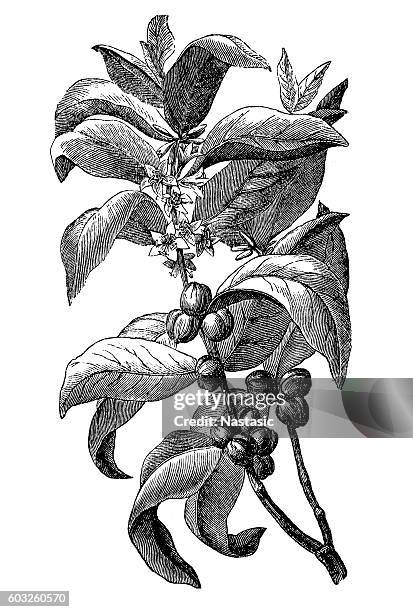coffee branch - flower close up stock illustrations