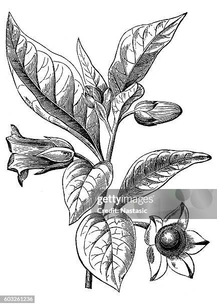 Belladona O Nightshade Mortal , Foto de stock