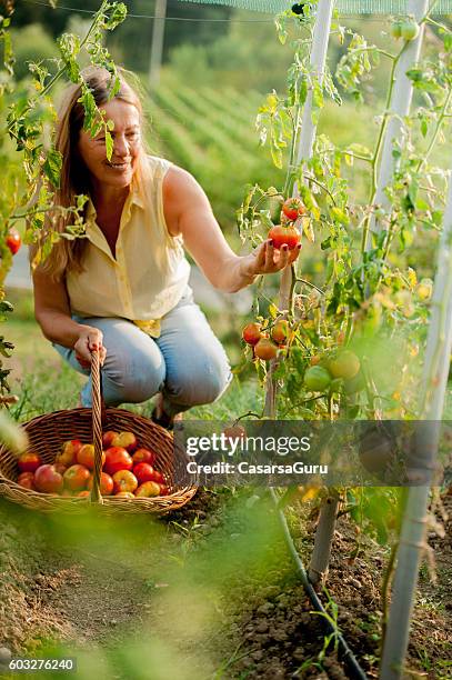 senior woman in her organic vegetable garden - one woman only kneeling stock pictures, royalty-free photos & images