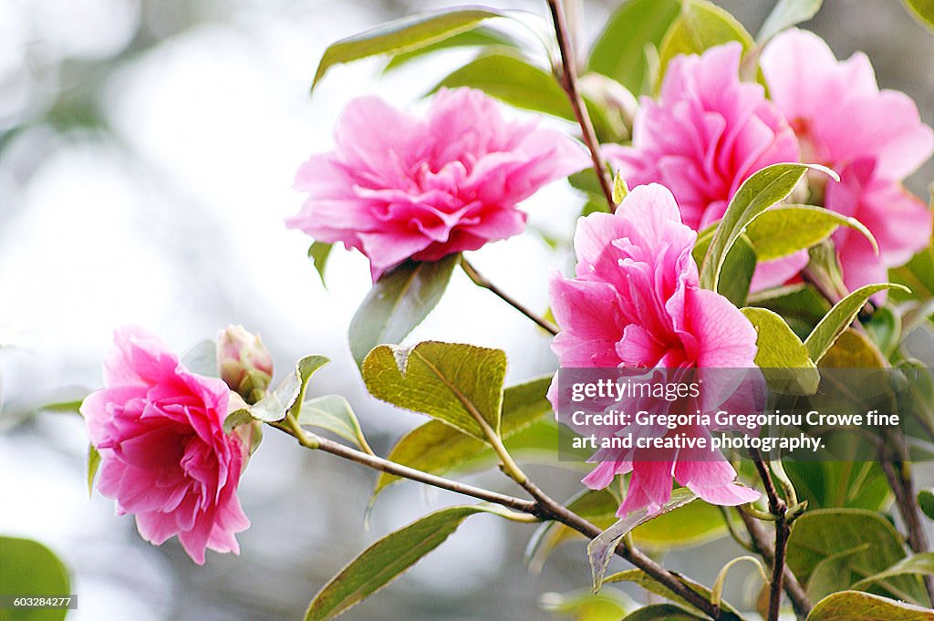 Camellias