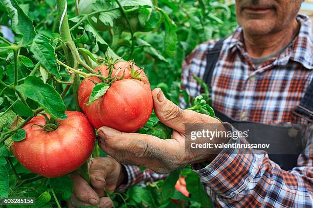 agricoltore maschio che raccoglie pomodori dal suo giardino - lavoratore agricolo foto e immagini stock