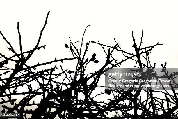 silhouette of leafless bush - gregoria gregoriou crowe fine art and creative photography stock pictures, royalty-free photos & images