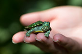 Nature Concept. Woman's hand holds red ear tortoise