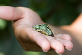 Nature Concept. Woman's hand holds red ear turtle