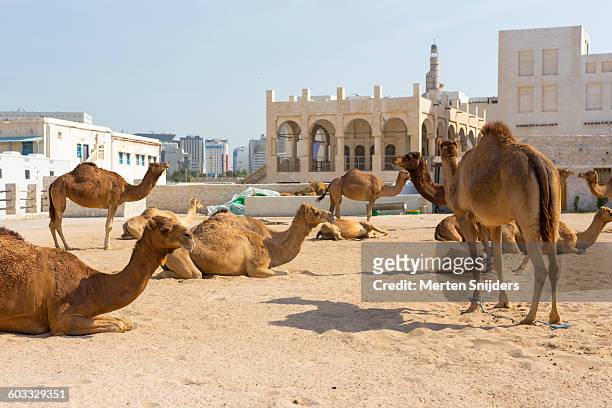camel souq at souq waqif - dromedar stock-fotos und bilder