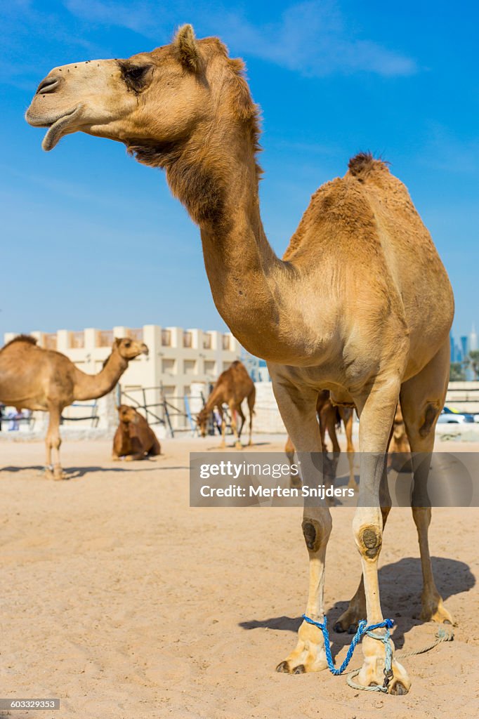 Camel souq at Souq Waqif