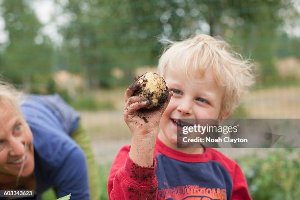 details of family organic harvest - potato harvest imagens e fotografias de stock