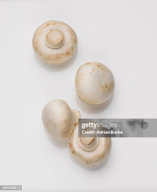 mushrooms - white mushroom stockfoto's en -beelden