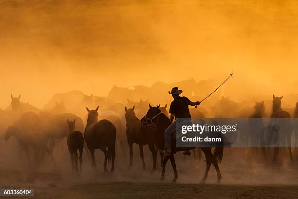 western cowboys riding horses, roping wild horses - recinto per bestiame foto e immagini stock