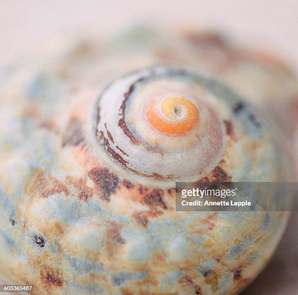 close up of tropical sea shell or sea snail - annette haven imagens e fotografias de stock