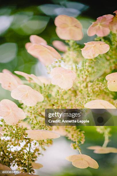 flower of hydrangea quercifolia - hydrangea quercifolia stock pictures, royalty-free photos & images