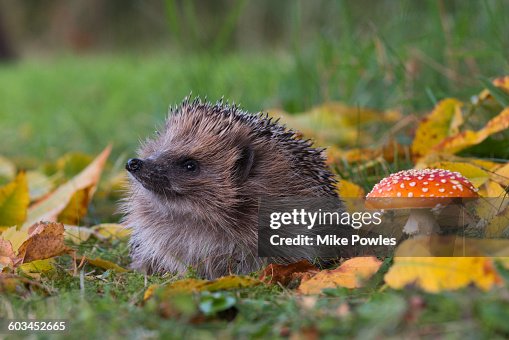 946 Cute Mushroom Stock Photos, High-Res Pictures, and Images ...
