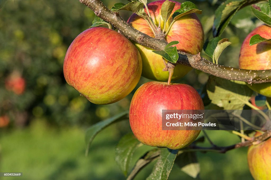 Laxton's Superb apples on tree