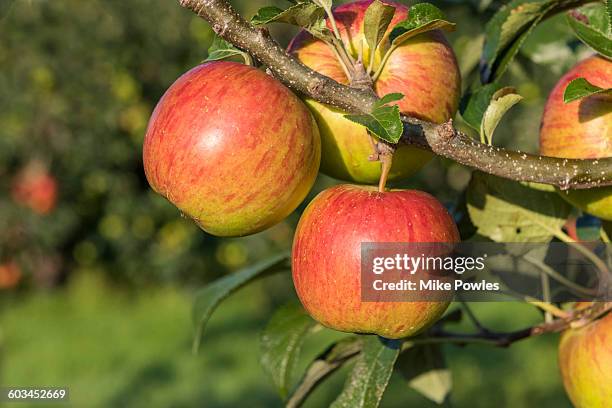 laxton's superb apples on tree - ripe apple stock pictures, royalty-free photos & images