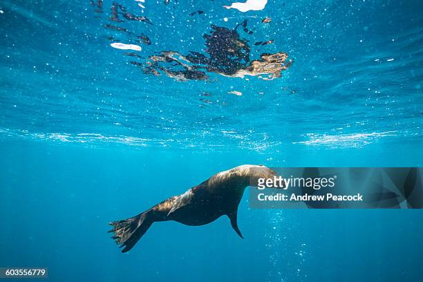 galapagos sea lion swimming at guy fawkes islets - galapagos sea lion stock pictures, royalty-free photos & images