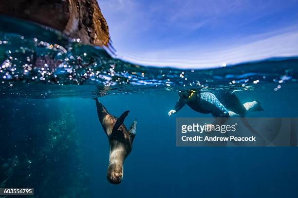 galapagos sea lion swimming at guy fawkes islets - îles galapagos photos et images de collection