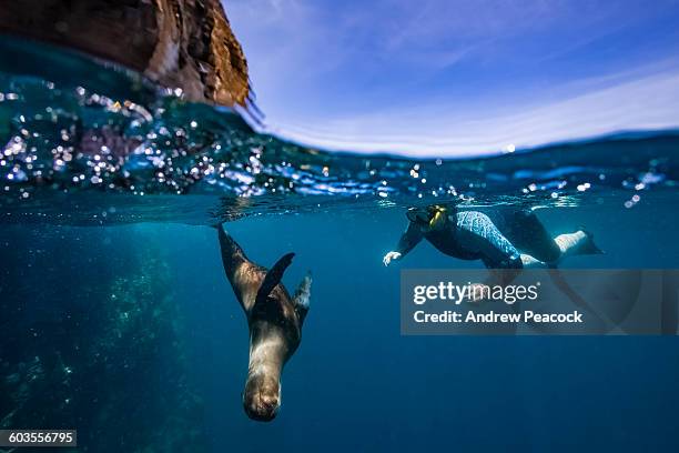 galapagos sea lion swimming at guy fawkes islets - sea lion stock pictures, royalty-free photos & images