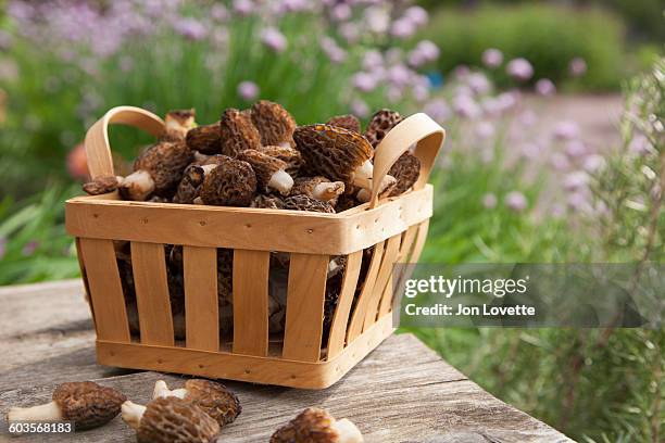 morel mushroom harvest - morel mushroom - fotografias e filmes do acervo