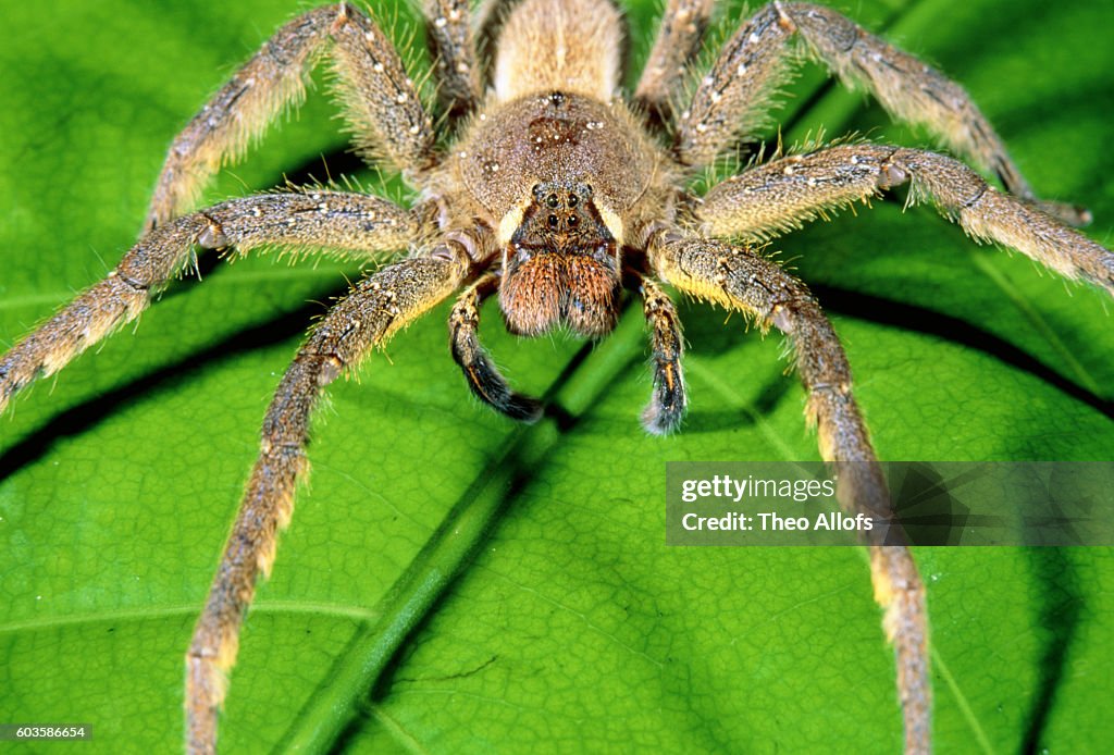 Wolf spider on leaf