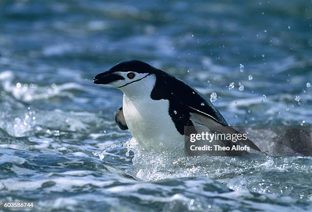 chinstrap penguin coming out of the water - 南大西洋 ストックフォトと画像