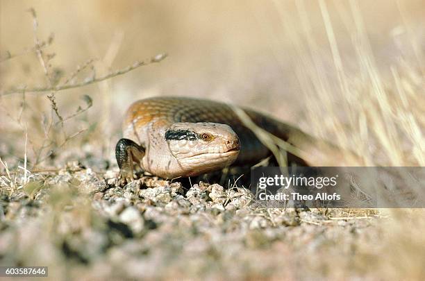 blue tongue skink - blue tongue lizard stock pictures, royalty-free photos & images