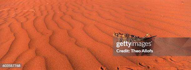 thorny devil on red sand dune, northern territory, australia (near alice springs) - diabo espinhoso imagens e fotografias de stock