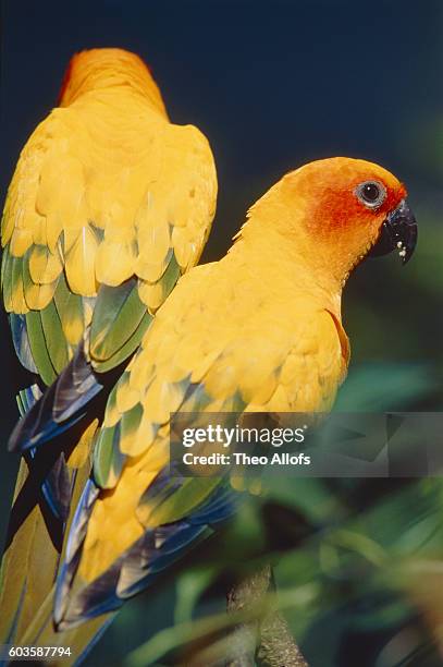 two sun parakeets sitting on a branch - conure vintage stock pictures, royalty-free photos & images