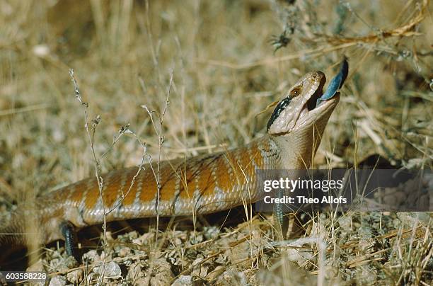 blue tongue skink - blue tongue lizard stock pictures, royalty-free photos & images