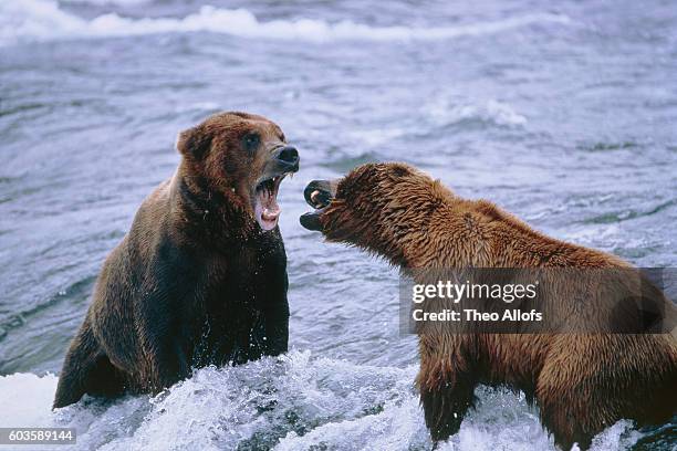 two brown bears having a fight in the water - bear attacking stockfoto's en -beelden