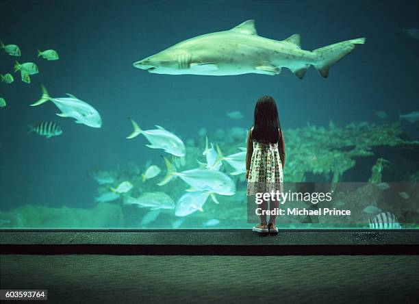 girl watching shark in aquarium - 5 fishes stock pictures, royalty-free photos & images