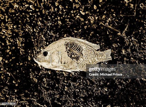 Washed Up Rotten Fish Rotten Fish Photos and Premium High Res Pictures - Getty Images