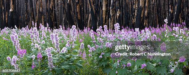dead trees and regrowth of mountain hollyhocks (iliamna rivularis) and fireweed following a natural fire in glacier national park, montana, usa - rivularis stock pictures, royalty-free photos & images