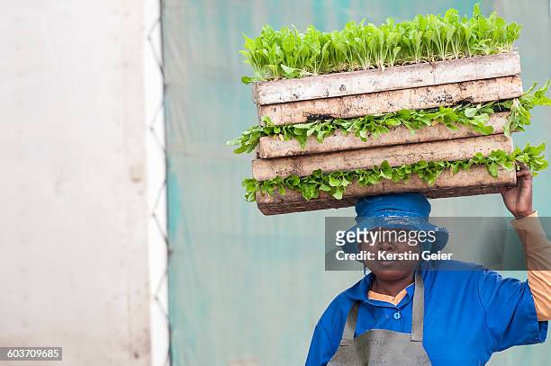 african worker in a seedling nursery. white river, mpumalanga, south africa - mpumalanga fotografías e imágenes de stock