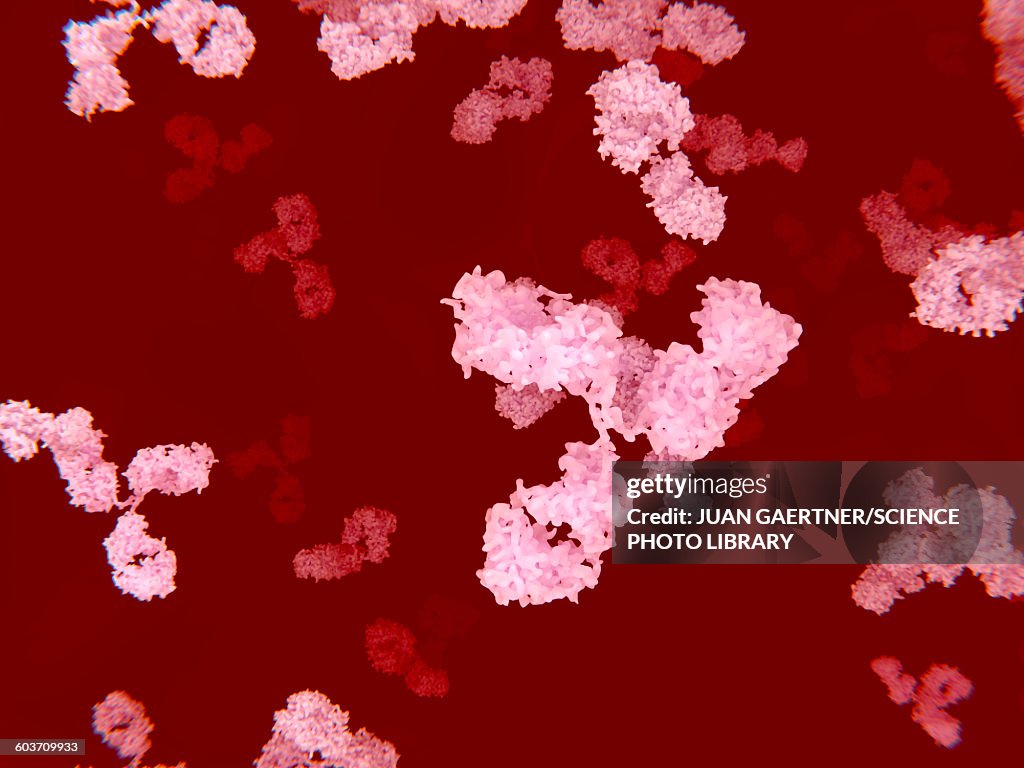 Circulating antibodies, illustration