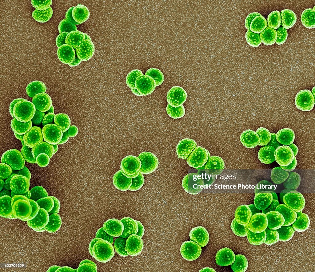 Pathogen Examples Mrsa Mrsa Bacteria Sem High-Res Vector Graphic - Getty Images