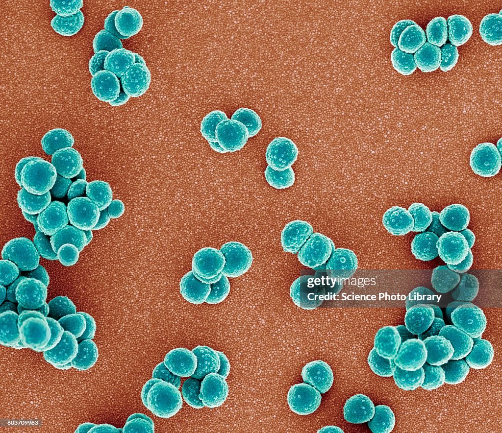MRSA bacteria, SEM