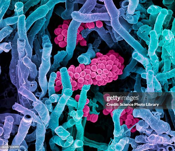streptomyces coelicoflavus bacteria, sem - sem stock illustrations