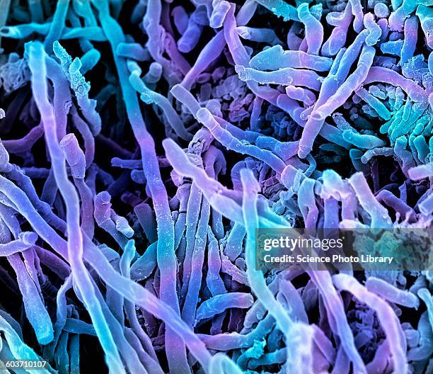 streptomyces coelicoflavus bacteria, sem - streptomyces stock illustrations