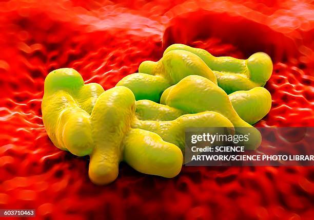 campylobacter bacteria, illustration - campylobacter stock illustrations