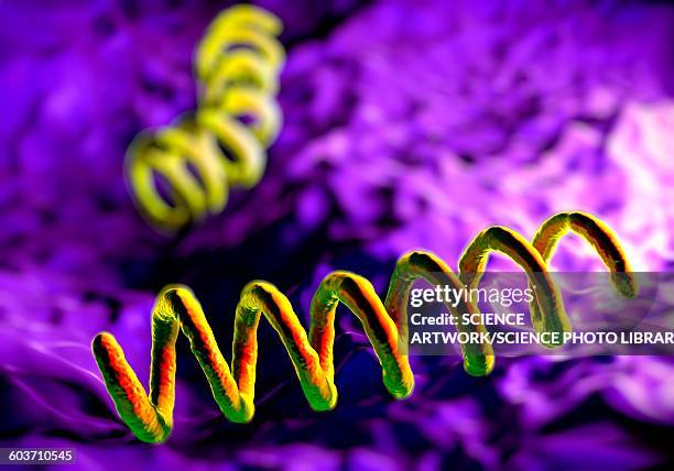 ilustrações de stock, clip art, desenhos animados e ícones de treponema pallidum bacteria, illustration - treponema pallidum